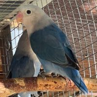 Inséparables lilianaes #1