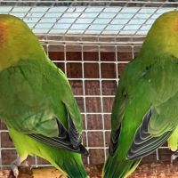 Inséparables lilianaes #2