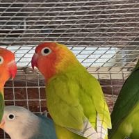 Inséparables lilianaes