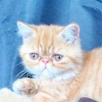 Apollon du domaine aux iris #1