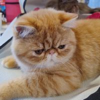 Apollon du domaine aux iris