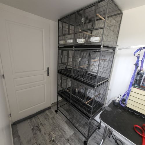 Couple chardonneret mutation brun pastel #1