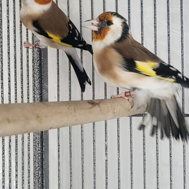 Couple chardonneret mutation brun pastel #3