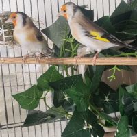 Couple chardonneret mutation brun pastel