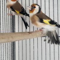 Couple chardonneret mutation brun pastel #3