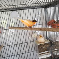 Canaris arlequin portugais