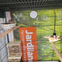 Canaris arlequin portugais #2