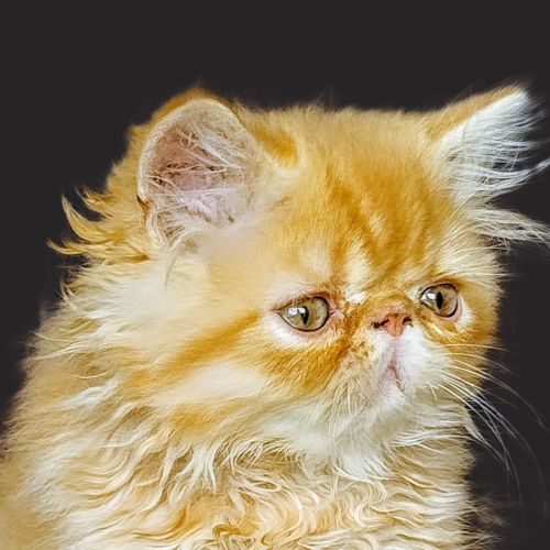 Ares du domaine aux iris #1