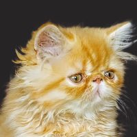 Ares du domaine aux iris #1