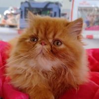 Ares du domaine aux iris