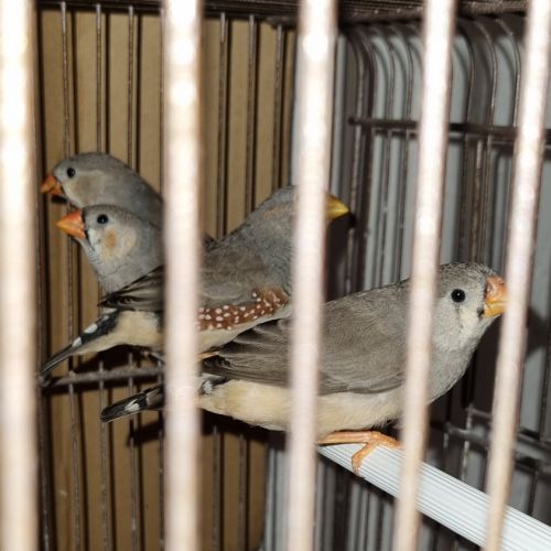 3 mâles mandarins #2