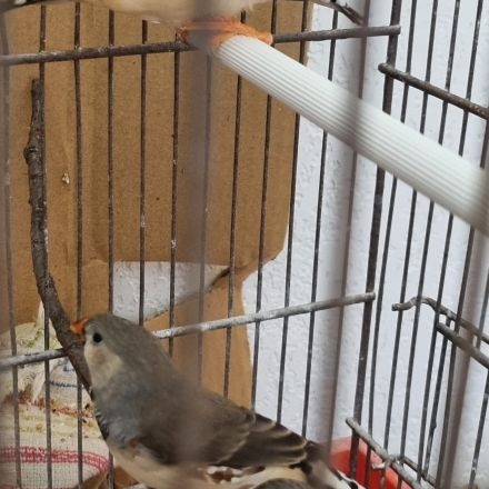 3 mâles mandarins #3