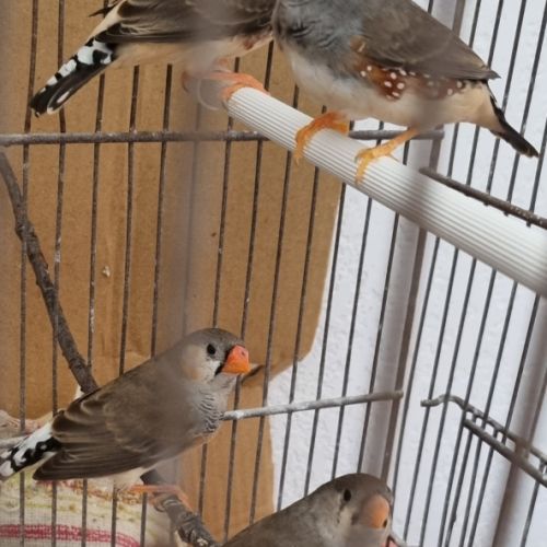 3 mâles mandarins #5