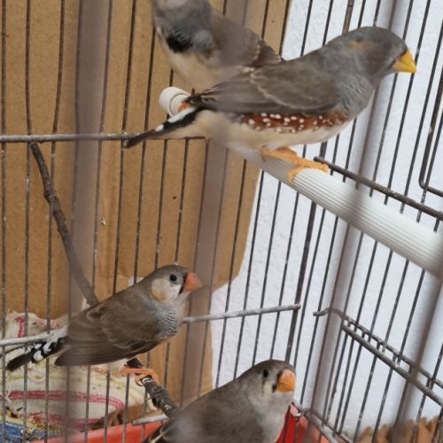 3 mâles mandarins #6