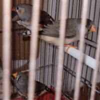 3 mâles mandarins #0