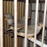 3 mâles mandarins #2