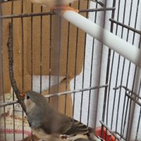 3 mâles mandarins #3