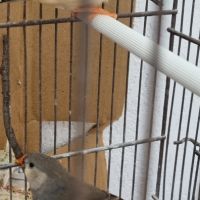 3 mâles mandarins #4