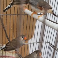 3 mâles mandarins #5