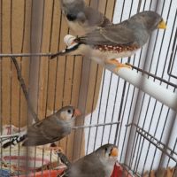 3 mâles mandarins #6