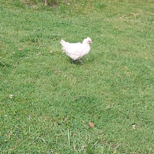 Poule et coq nègre de soie #2