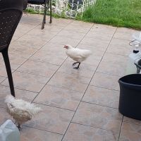 Poule et coq nègre de soie #1