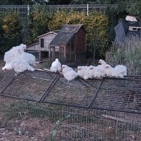 Poule et coq nègre de soie