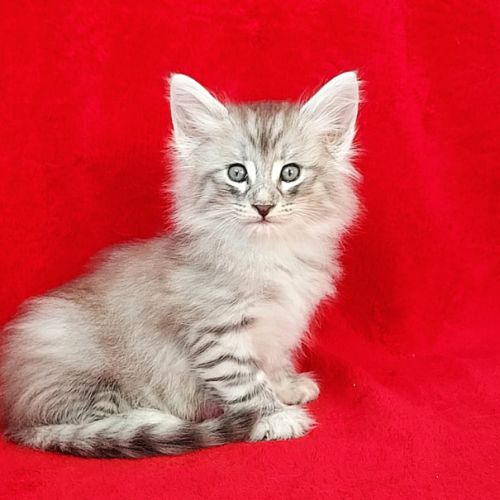 Magnifique chaton cherche sa famille pour la vie! #1