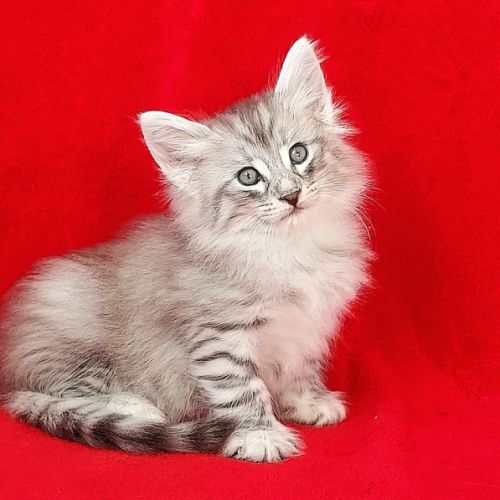 Magnifique chaton cherche sa famille pour la vie! #3