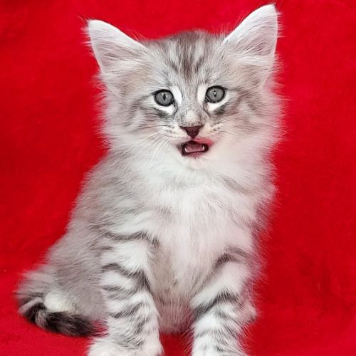 Magnifique chaton cherche sa famille pour la vie! #4