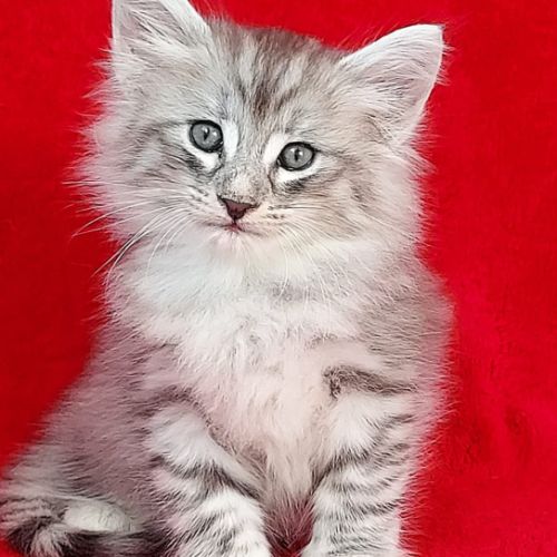 Magnifique chaton cherche sa famille pour la vie!