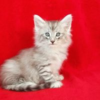 Magnifique chaton cherche sa famille pour la vie! #1