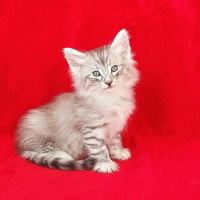 Magnifique chaton cherche sa famille pour la vie! #2