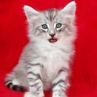 Magnifique chaton cherche sa famille pour la vie! #4