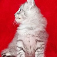 Magnifique chaton cherche sa famille pour la vie! #5