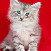 Magnifique chaton cherche sa famille pour la vie! #0