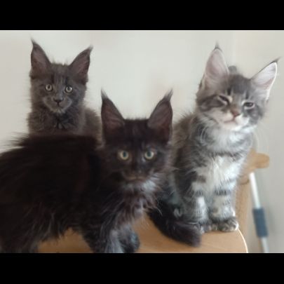 Maine coon 5 mois