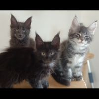Maine coon 5 mois