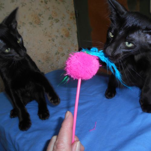 Adorables  chatons mandarins