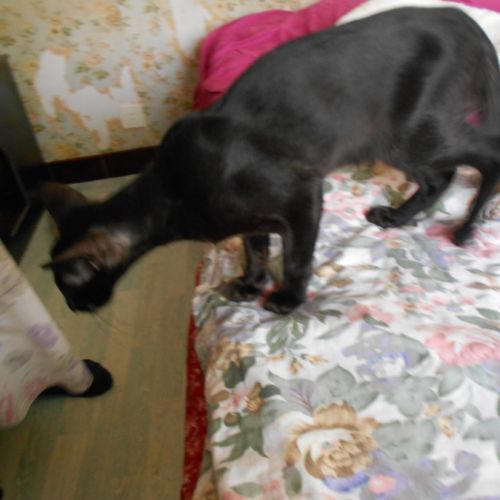 Adorables  chatons mandarins #2