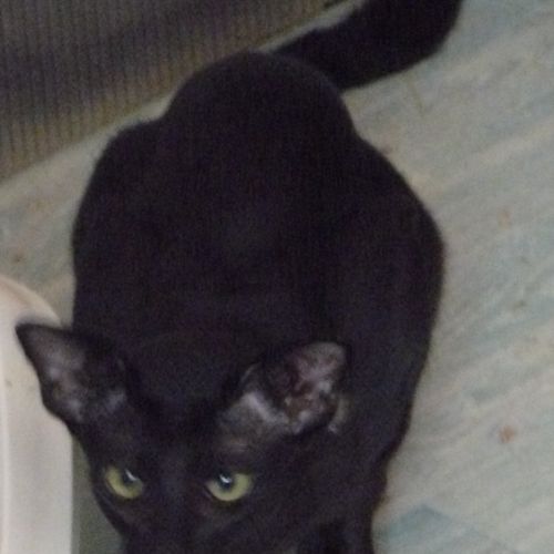 Adorables  chatons mandarins #3