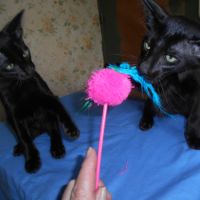 Adorables  chatons mandarins