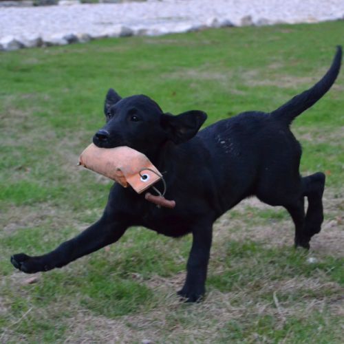 Chiots labradors lof initiés chasse #1