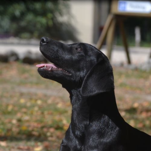 Chiots labradors lof initiés chasse #2