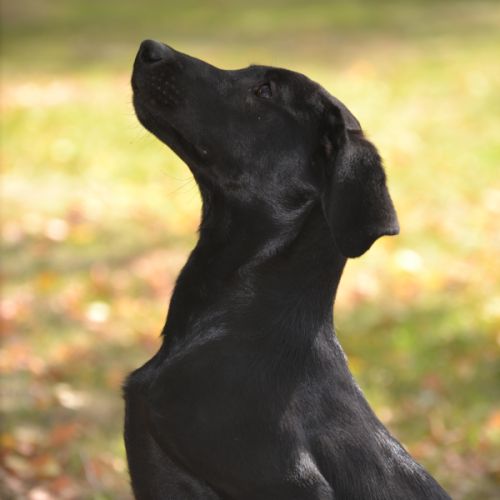 Chiots labradors lof initiés chasse #4