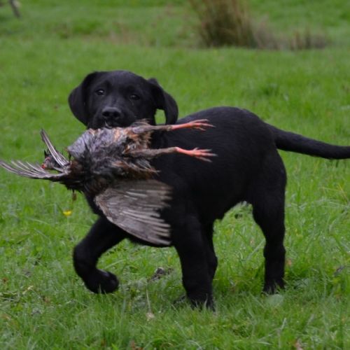 Chiots labradors lof initiés chasse
