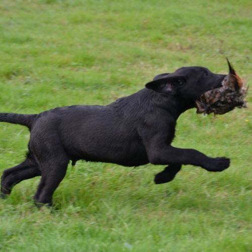 Chiots labradors lof initiés chasse #7