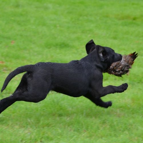 Chiots labradors lof initiés chasse #8