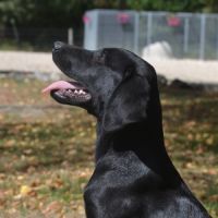 Chiots labradors lof initiés chasse #3