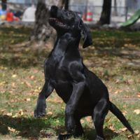 Chiots labradors lof initiés chasse #5